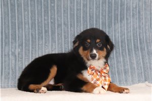 Turbo, a Miniature Australian Shepherd puppy