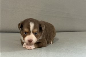 Tycho - Miniature Australian Shepherd for sale