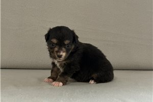 Twinkle - Miniature Australian Shepherd for sale