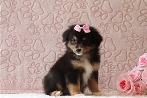 Twinkle - Miniature Australian Shepherd for sale