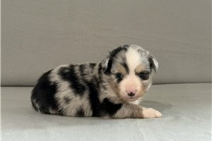Tundra - Miniature Australian Shepherd for sale
