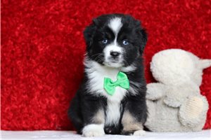 Ruger - Miniature Australian Shepherd for sale