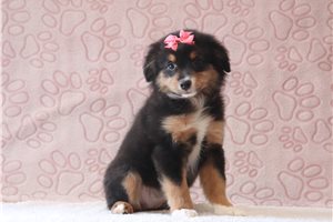 Twinkle - Miniature Australian Shepherd for sale