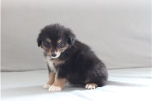 Twinkle - Miniature Australian Shepherd for sale