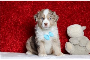 Ranger - Miniature Australian Shepherd for sale
