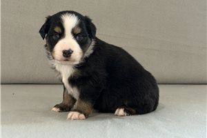 Turner - Miniature Australian Shepherd for sale