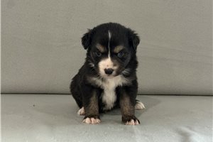 Tybalt - Miniature Australian Shepherd for sale