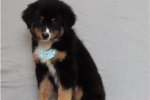 Turbo - Miniature Australian Shepherd for sale