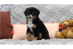 Turbo - Miniature Australian Shepherd for sale