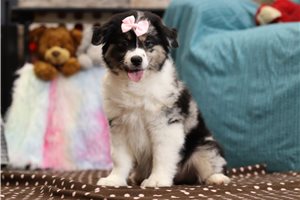 Sally - Miniature Australian Shepherd for sale