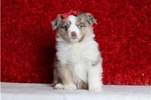 Rosa - Miniature Australian Shepherd for sale