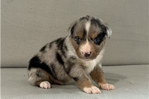 Tyler - Miniature Australian Shepherd for sale