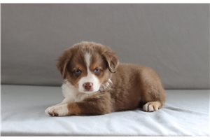 Tycho - Miniature Australian Shepherd for sale