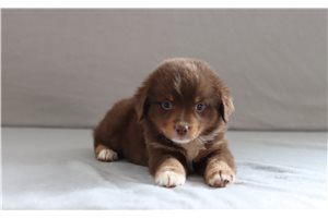Tucker - Miniature Australian Shepherd for sale