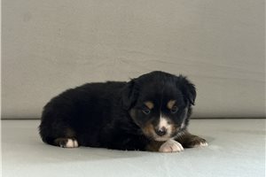 Turbo - Miniature Australian Shepherd for sale