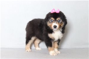 Trisha - Miniature Australian Shepherd for sale