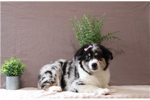 Sally - Miniature Australian Shepherd for sale