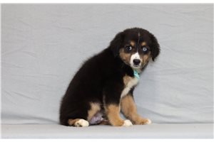 Tybalt - Miniature Australian Shepherd for sale