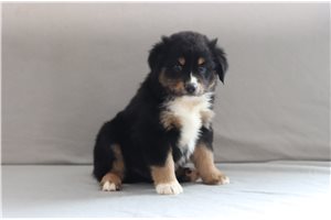 Turbo - Miniature Australian Shepherd for sale