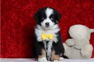 Raymond - Miniature Australian Shepherd for sale