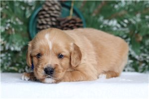 Calum - Mixed/Other for sale