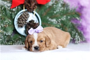 Caleah - Mixed/Other for sale