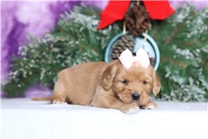 Caiden - Mixed/Other for sale