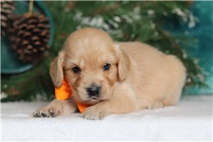 Callen - Mixed/Other for sale