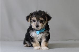 Warrior - Morkie / Yorktese for sale