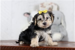 Amber - Morkie / Yorktese for sale