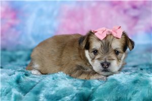 Amelia - Morkie / Yorktese for sale