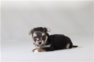 Watson - Morkie / Yorktese for sale