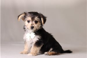 Watson - Morkie / Yorktese for sale