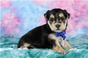 Alto - Morkie / Yorktese for sale