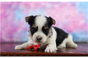 Maverick - Morkie / Yorktese for sale