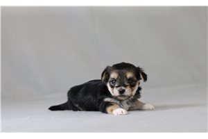 Warrior - Morkie / Yorktese for sale