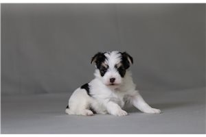Vandal - Morkie / Yorktese for sale