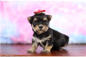 Maria - Morkie / Yorktese for sale