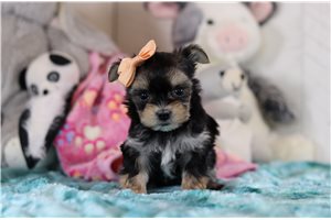 Maria - Morkie / Yorktese for sale