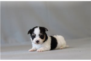 Warner - Morkie / Yorktese for sale