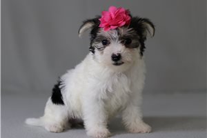 Wanda - Morkie / Yorktese for sale
