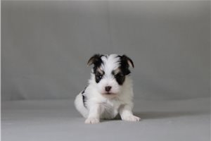 Vandal - Morkie / Yorktese for sale