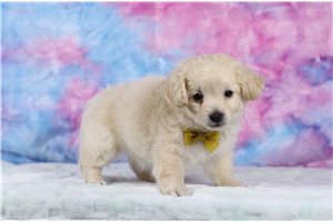 Draco - Morkie / Yorktese for sale