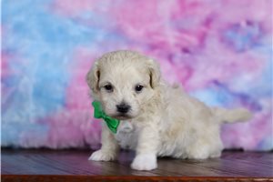 Drew - Morkie / Yorktese for sale