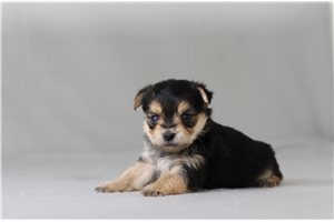 Warren - Morkie / Yorktese for sale
