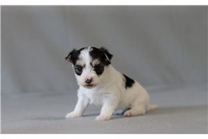 Wanda - Morkie / Yorktese for sale