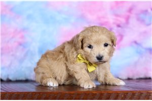 Dozer - Morkie / Yorktese for sale