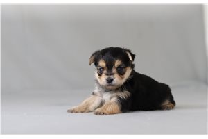 Webley - Morkie / Yorktese for sale