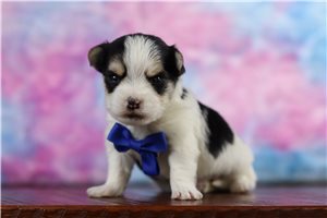 Miles - Morkie / Yorktese for sale