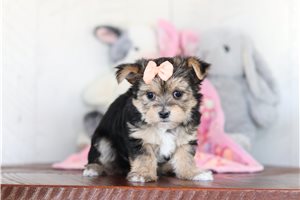 Poppy - Morkie / Yorktese for sale